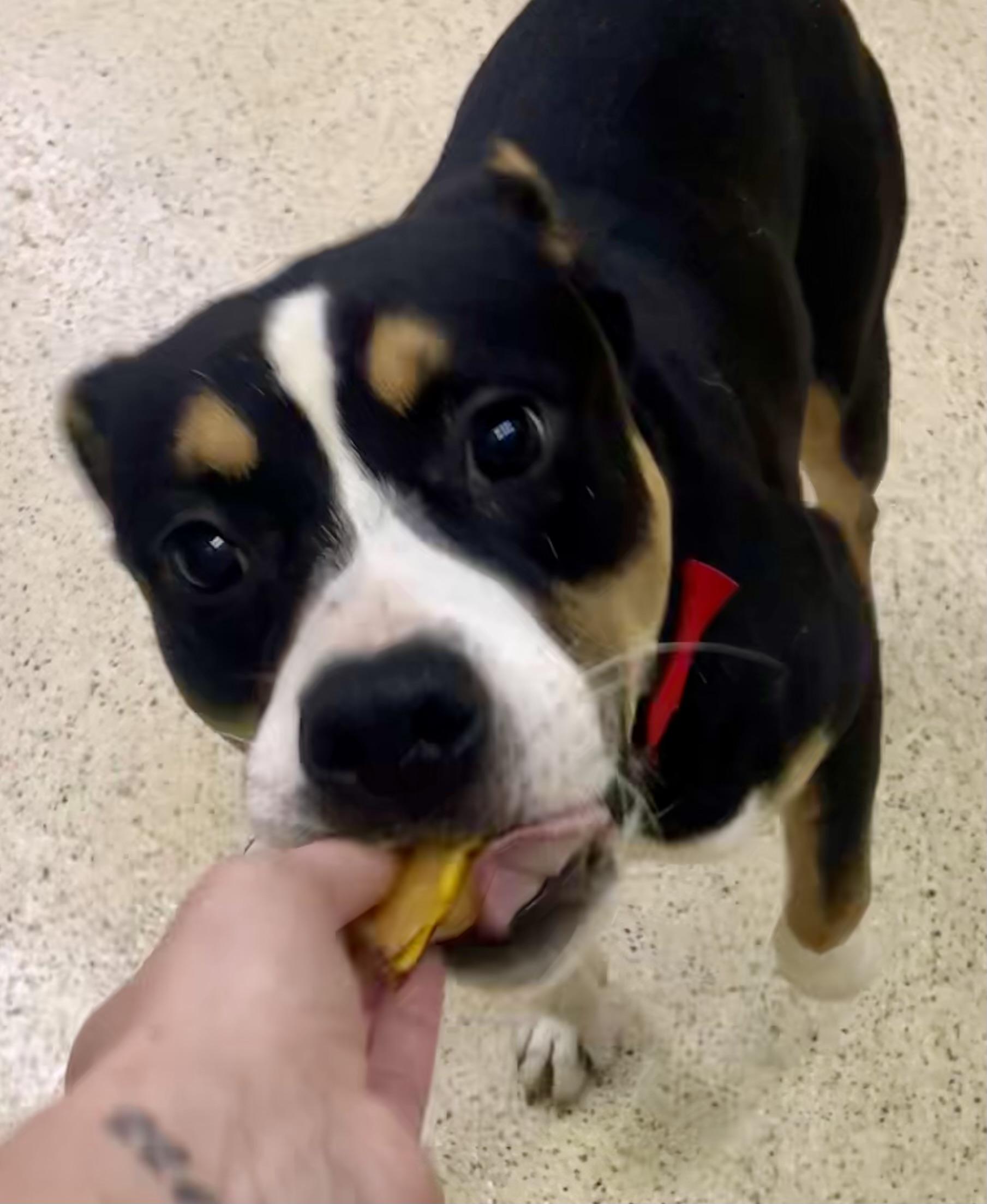 Gentry — thumbnail 6