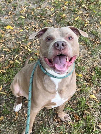 Major, Adoptable, Adult Male Mixed Breed & Mixed Breed.