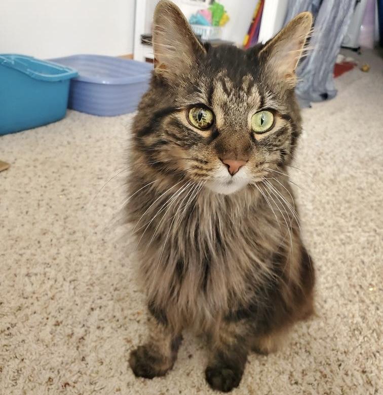 Cooper, a Adoptable Domestic Long Hair in Maineville, OH image 1/3