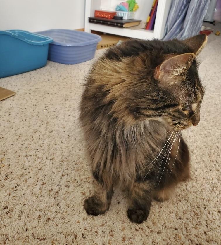 Cooper, a Adoptable Domestic Long Hair in Maineville, OH image 2/3