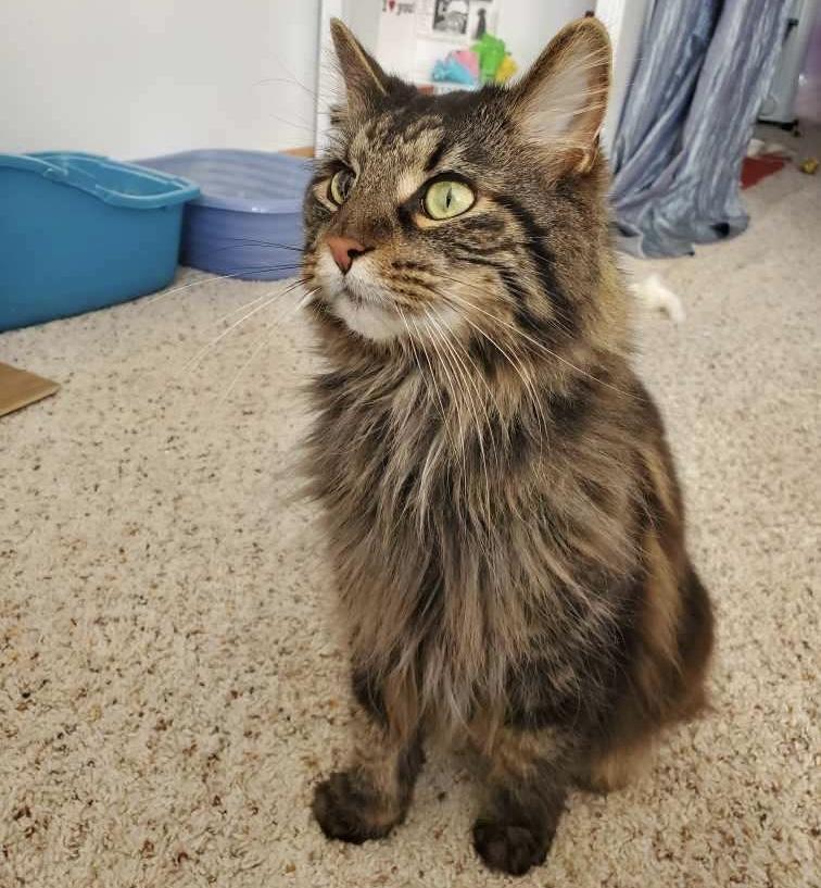 Cooper, a Adoptable Domestic Long Hair in Maineville, OH image 3/3