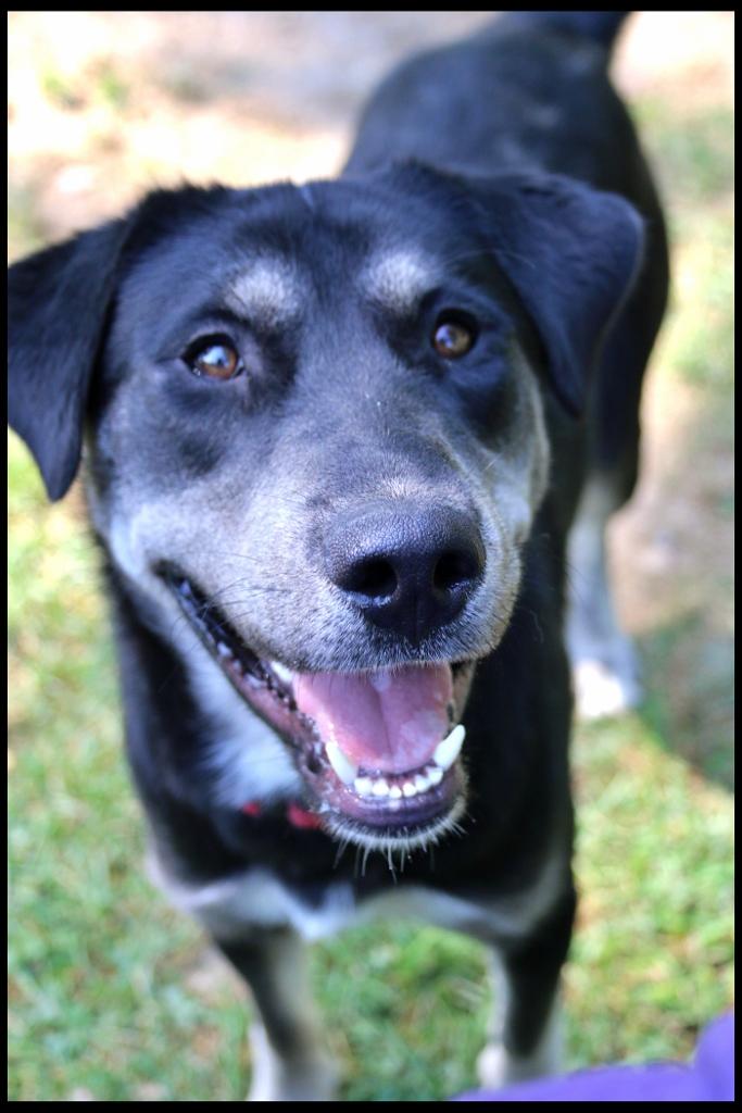Cooper, a Adoptable mixed breed in Shippenville, PA image 3/4