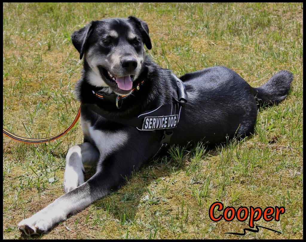 Cooper, a Adoptable mixed breed in Shippenville, PA image 3/6