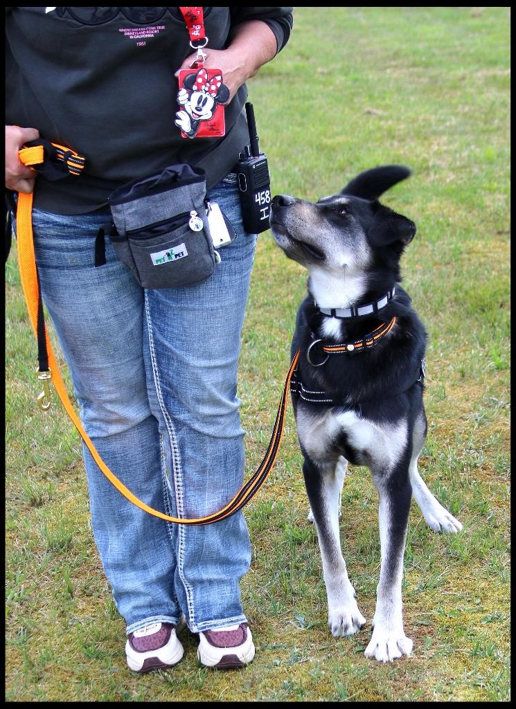 Cooper, a Adoptable mixed breed in Shippenville, PA image 2/6