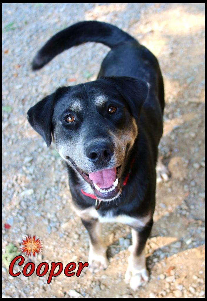 Cooper, Adoptable, Young Male Retriever.