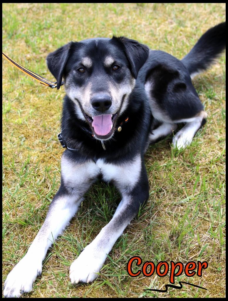 Cooper, a Adoptable mixed breed in Shippenville, PA image 5/6