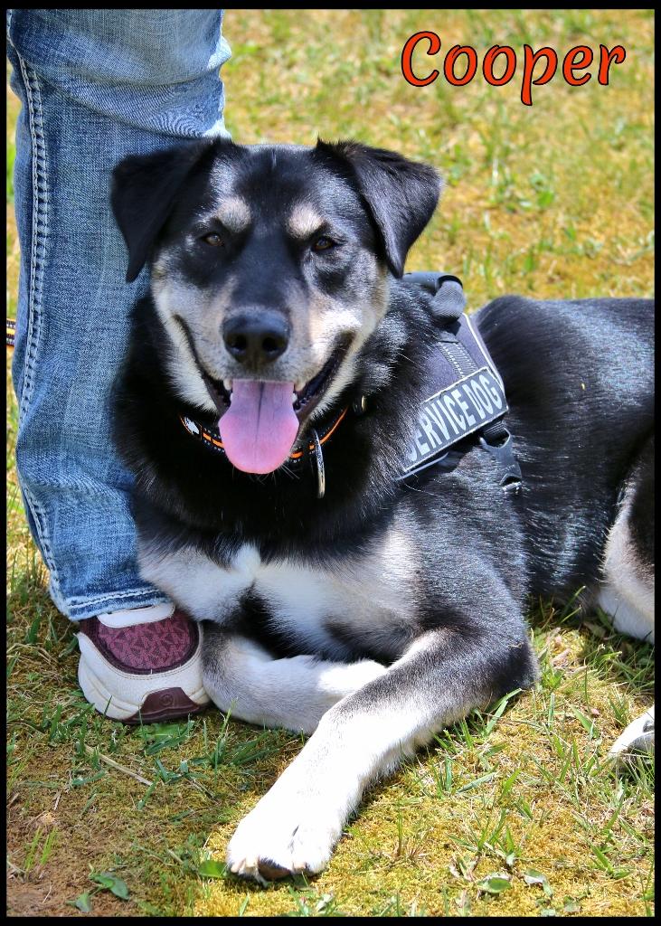 Cooper, Adoptable, Young Male Husky.