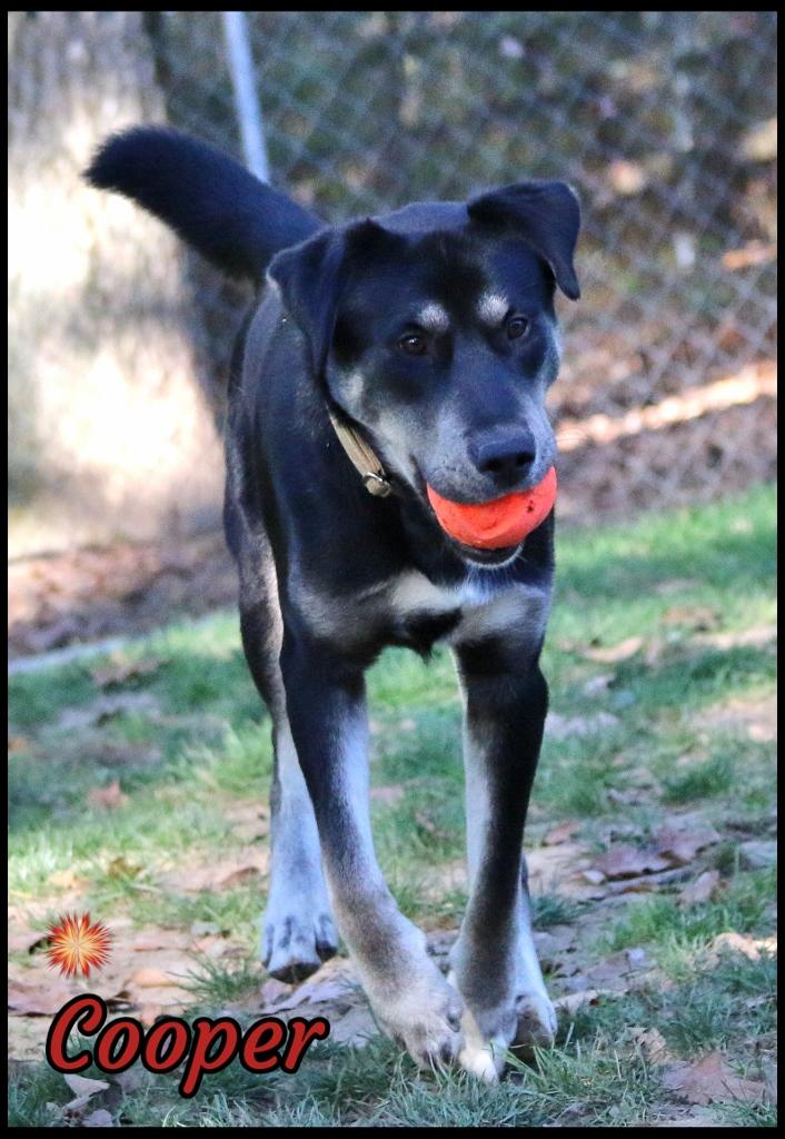 Cooper, a Adoptable mixed breed in Shippenville, PA image 4/4