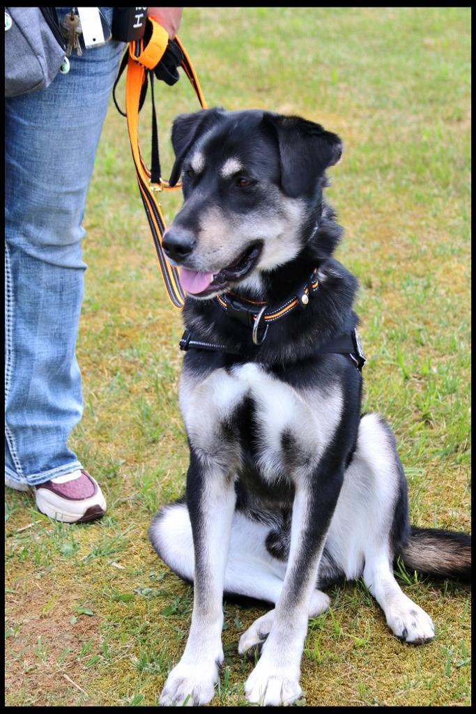 Cooper, a Adoptable mixed breed in Shippenville, PA image 4/6