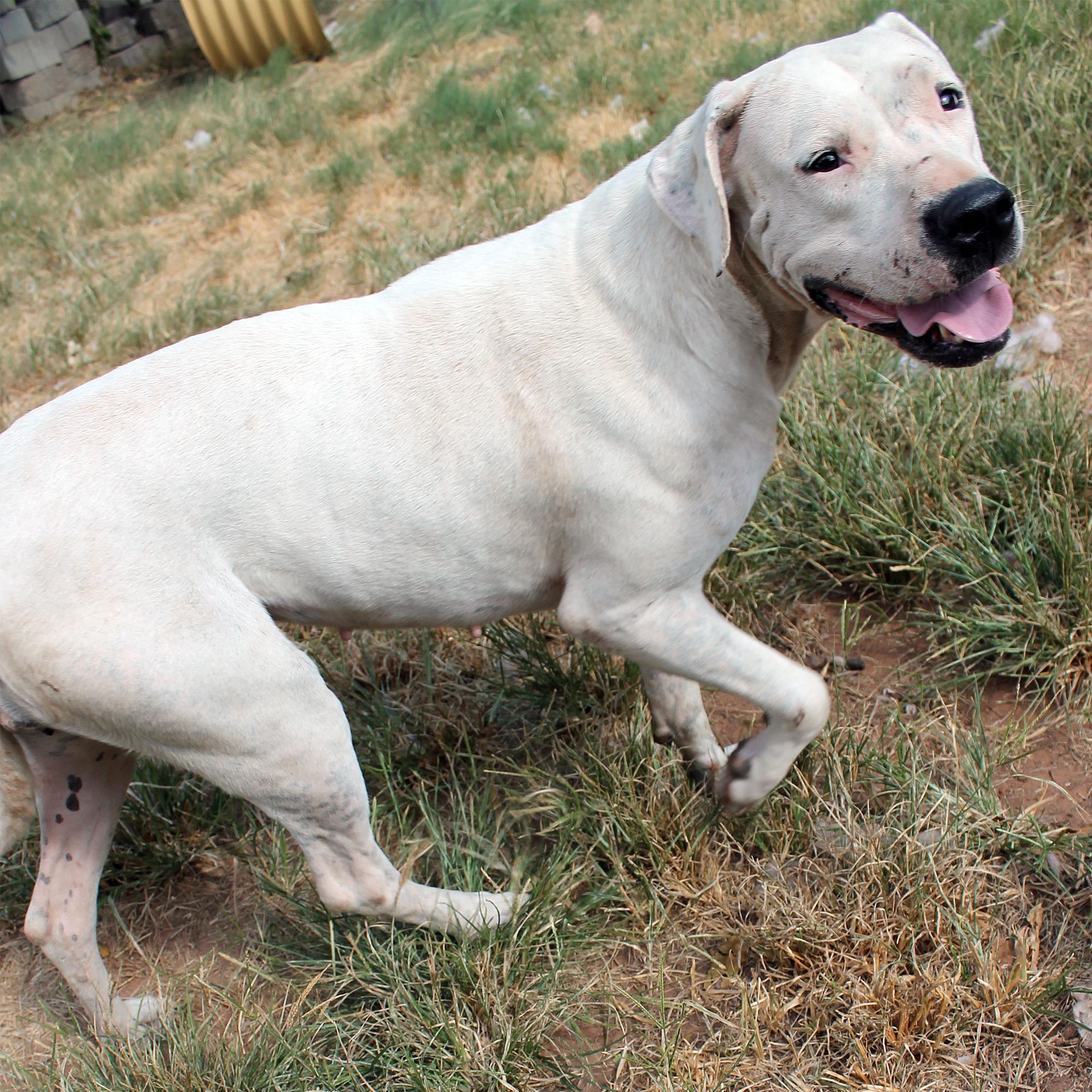 Enlarge Snow, a Adopted mixed breed in Guthrie, OK image 5/6
