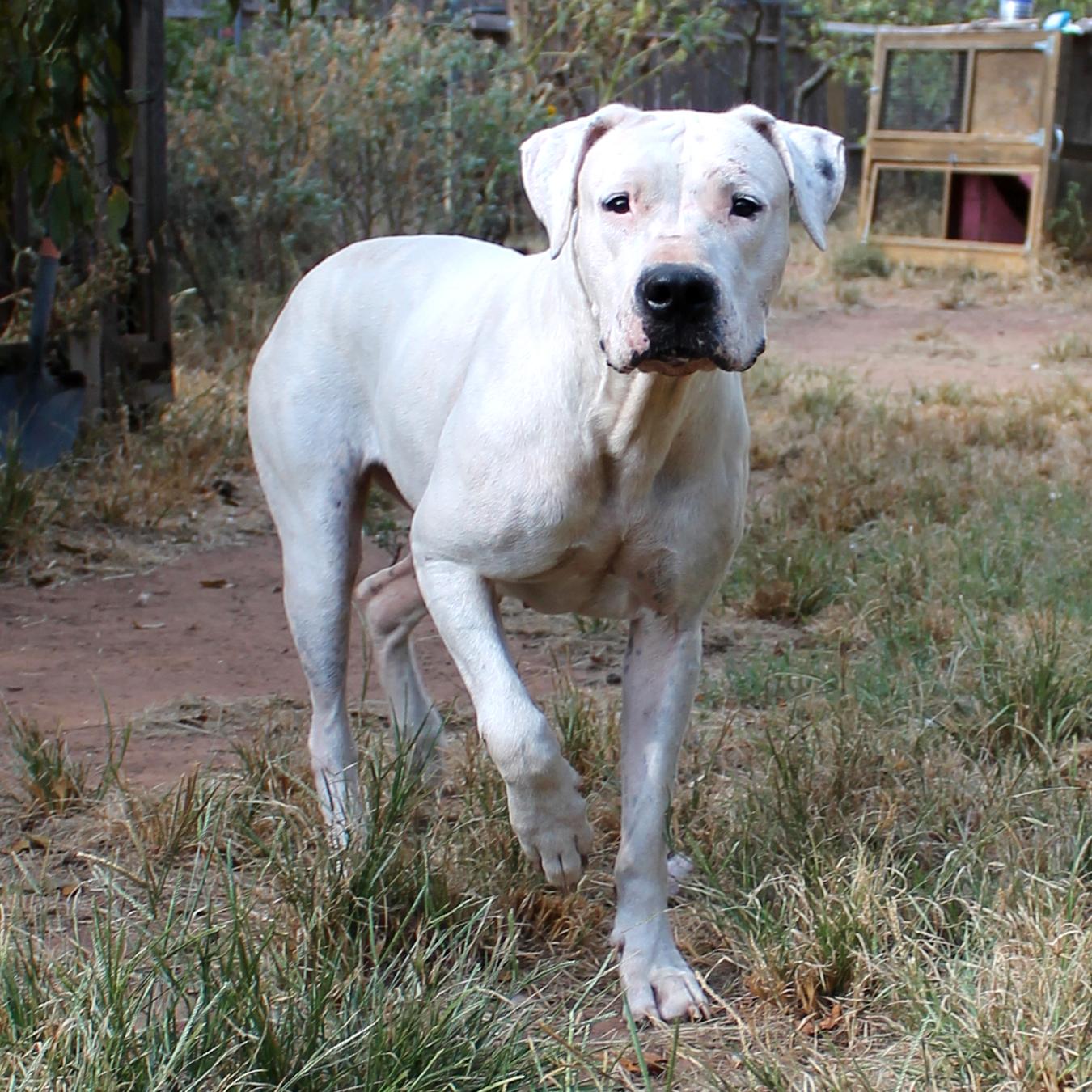 Enlarge Snow, a Adopted mixed breed in Guthrie, OK image 3/6