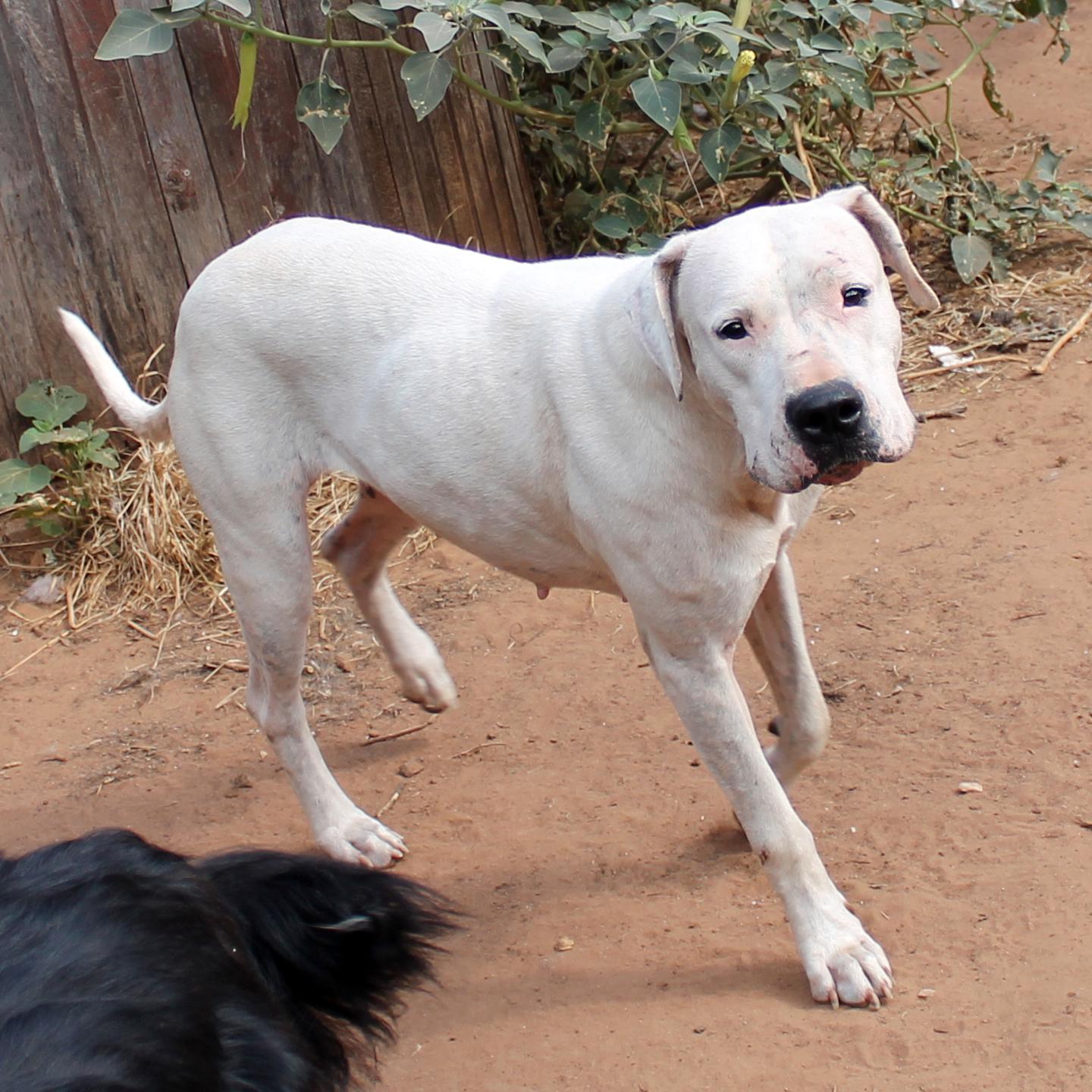 Enlarge Snow, a Adopted mixed breed in Guthrie, OK image 6/6