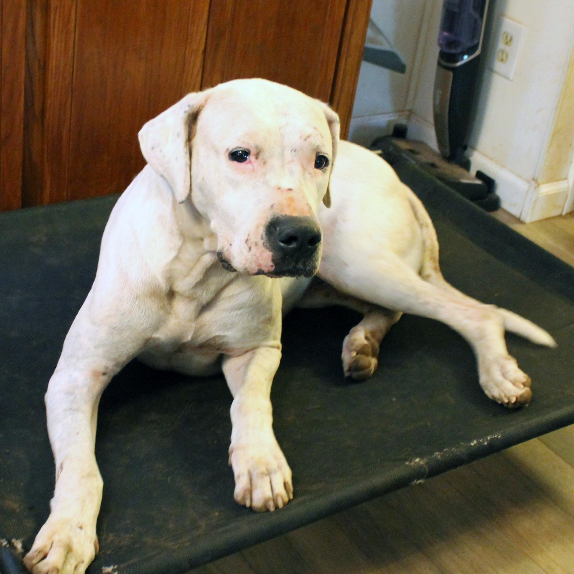 Enlarge Snow, a Adopted mixed breed in Guthrie, OK image 4/6