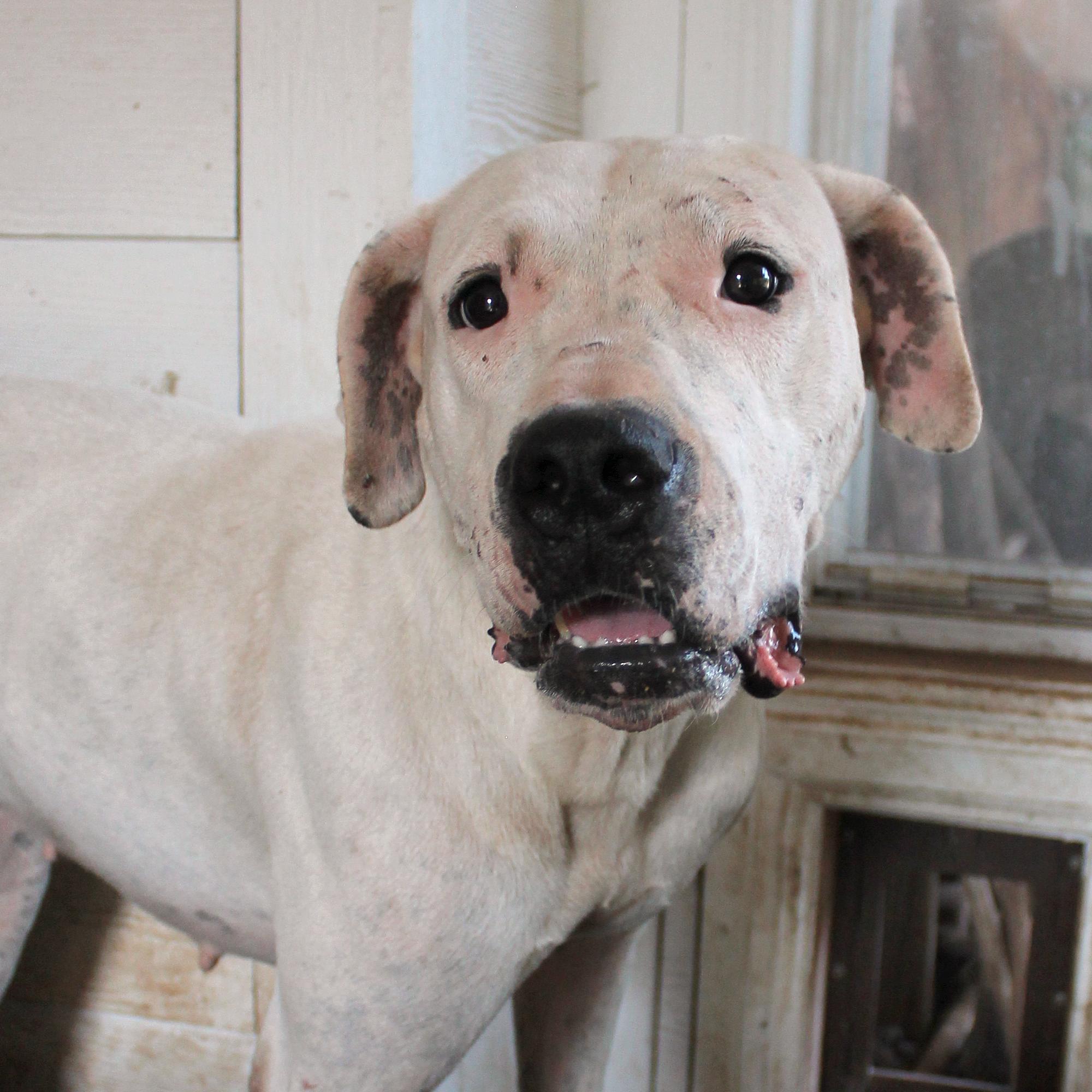 Snow, Adopted, Young Female Dogo Argentino.