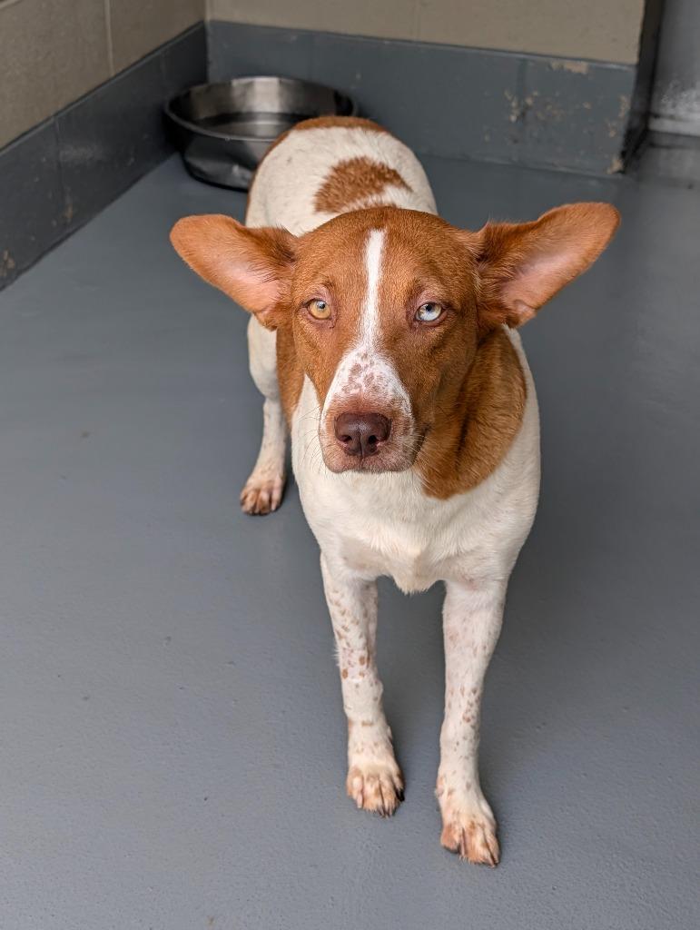 Pippa, Adoptable, Adult Female Australian Cattle Dog / Blue Heeler.