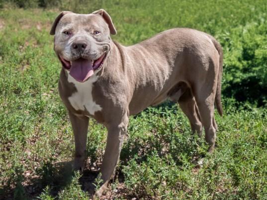 CURLY, Adoptable, Adult Male Mixed Breed.