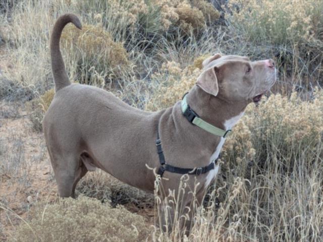 Enlarge CURLY, a Adoptable Mixed Breed in Santa Fe, NM image 1/1