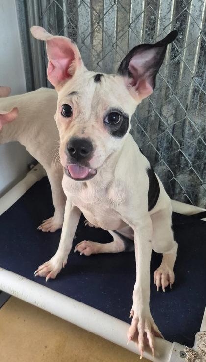 Doja Cat, a ADOPTABLE mixed breed in Cibolo, TX image 2/2