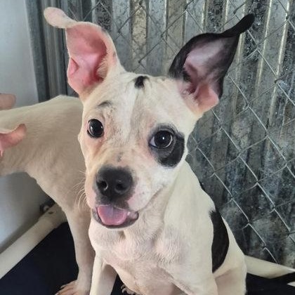 Doja Cat, a ADOPTABLE mixed breed in Cibolo, TX image 1/2