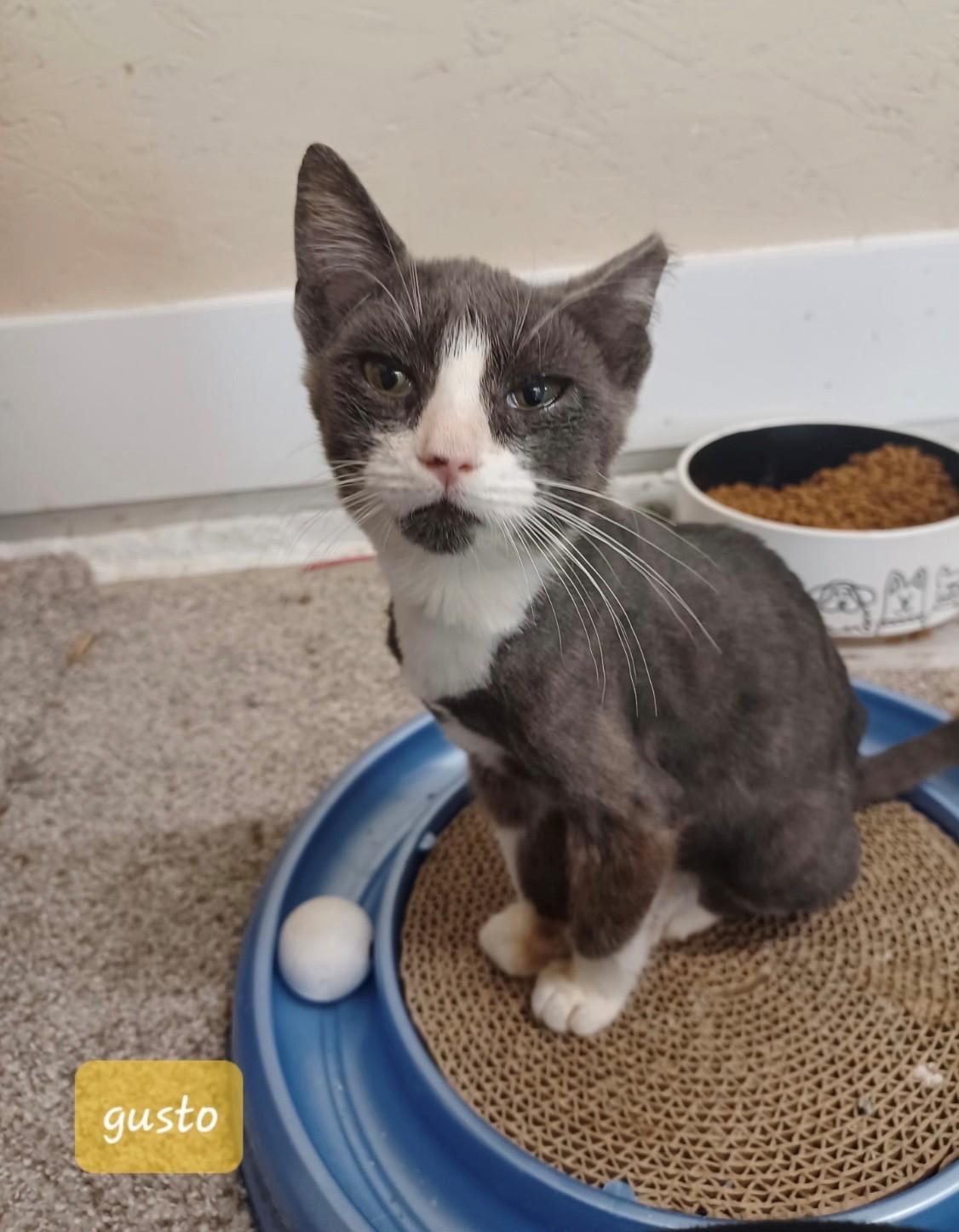 Gusto, Adopted, Kitten Male Domestic Short Hair.