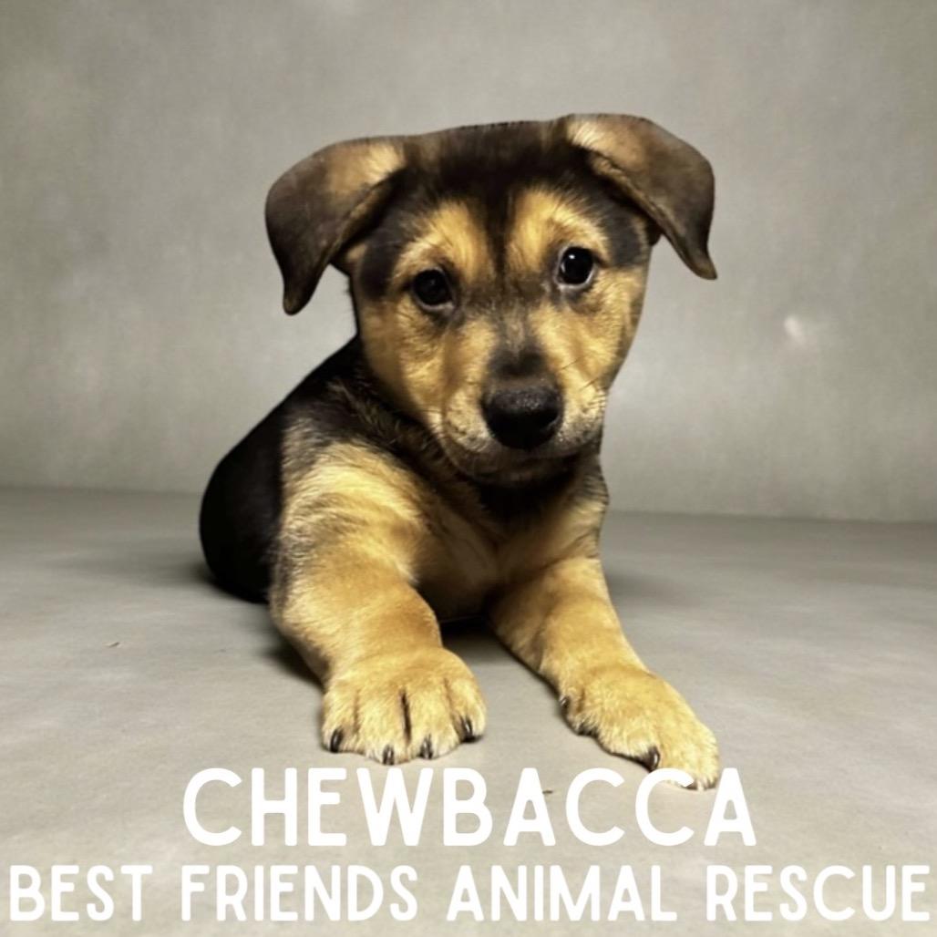 Enlarge Chewbacca, a Adoptable mixed breed in Wasilla, AK image 1/1