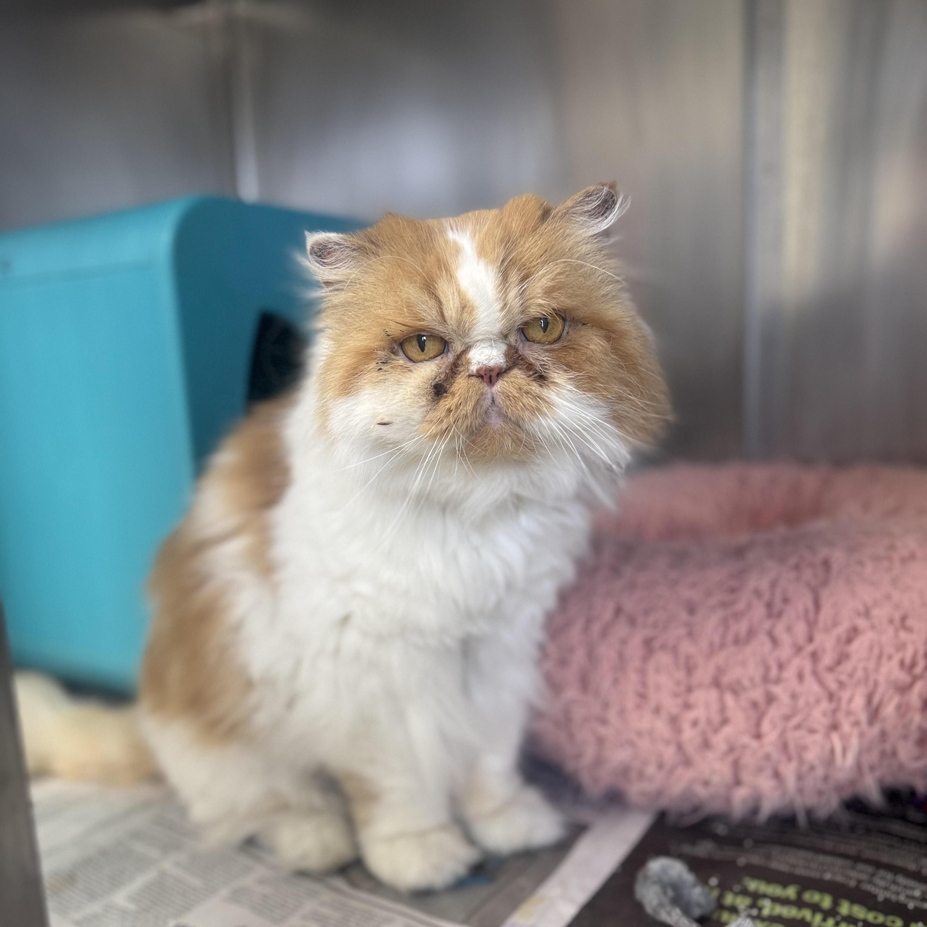 Enlarge Simba, a ADOPTABLE Persian in Kansas City, KS image 1/2