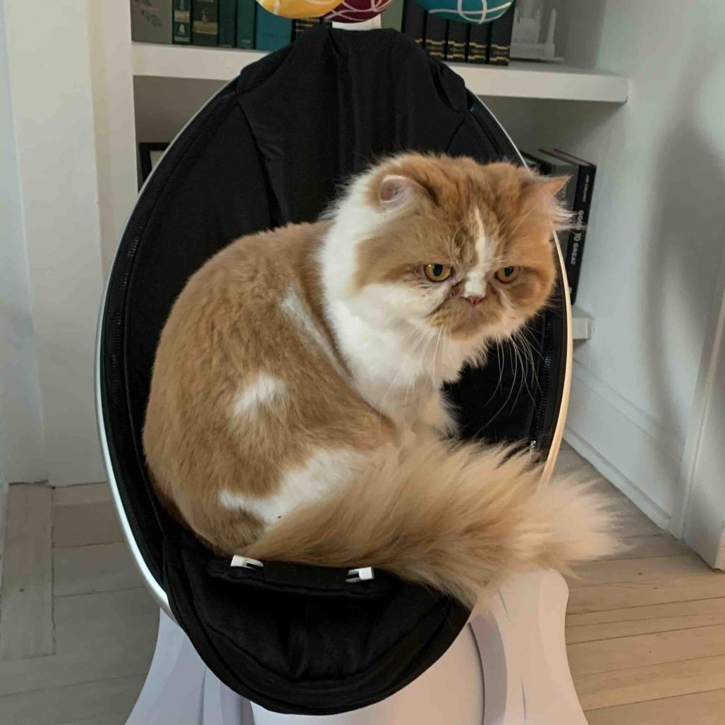 Enlarge Simba, a ADOPTABLE Persian in Kansas City, KS image 2/2