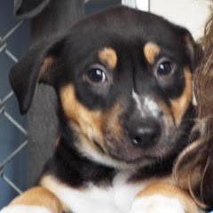 Donner — thumbnail 2