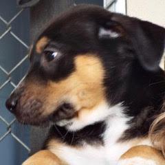 Donner — thumbnail 3