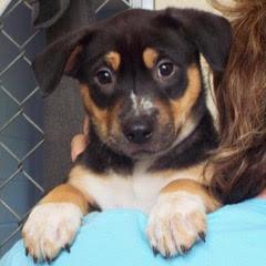 Donner — thumbnail 4