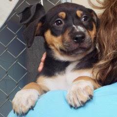 Donner — thumbnail 5