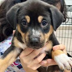 Donner — thumbnail 6