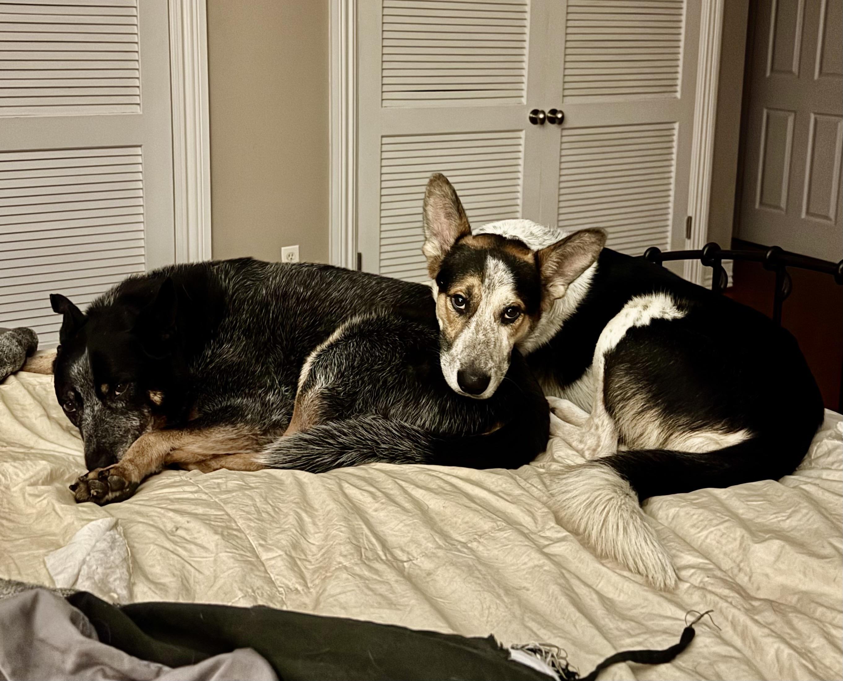 Cinch, ADOPTABLE, Young Male Australian Cattle Dog / Blue Heeler.