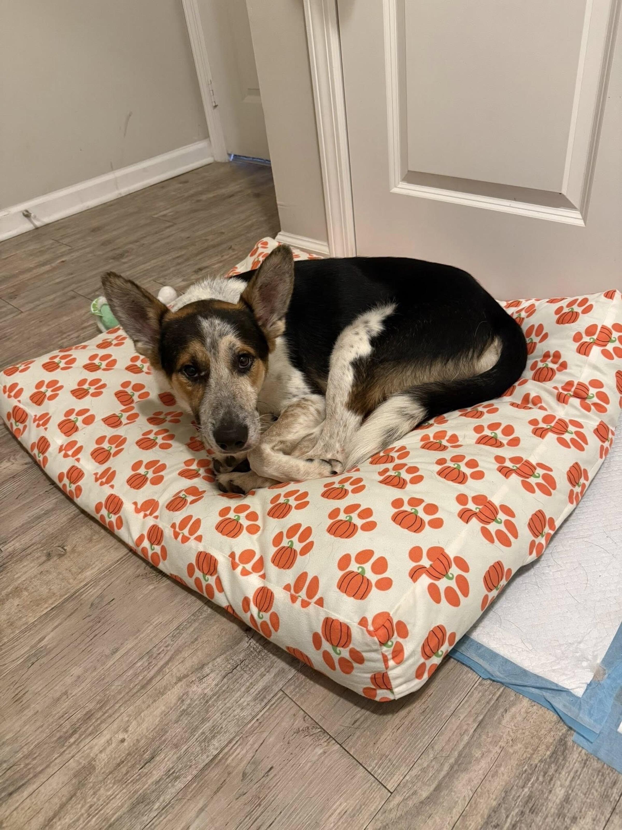 Cinch, a ADOPTABLE mixed breed in Hempstead, NY image 2/6