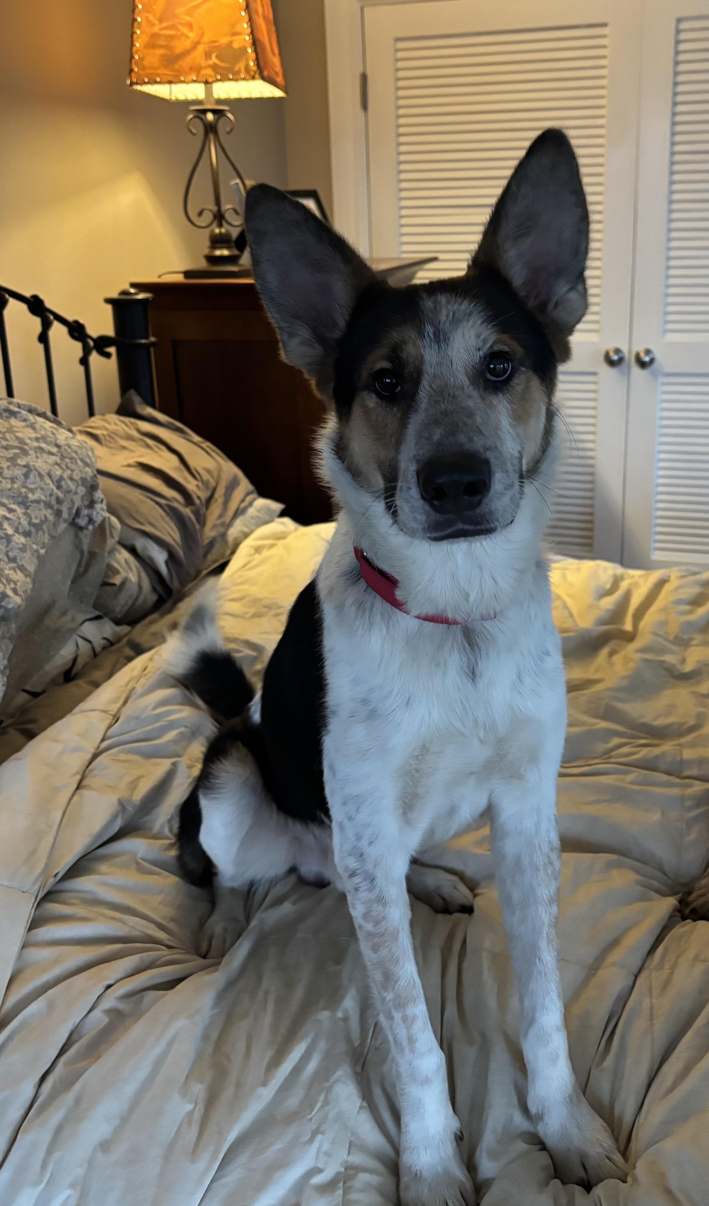 Cinch, a ADOPTABLE mixed breed in Hempstead, NY image 3/6