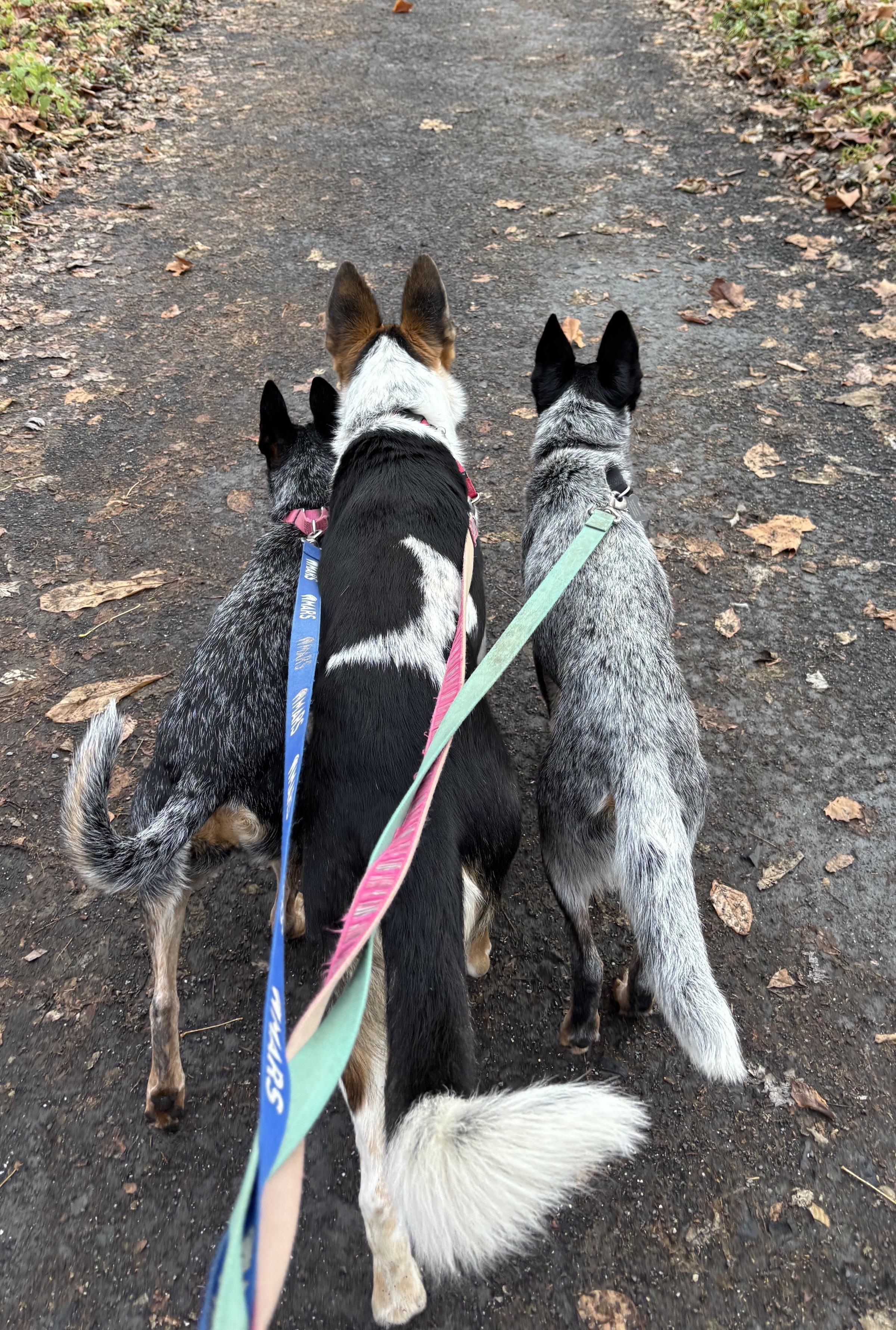 Cinch, a ADOPTABLE mixed breed in Hempstead, NY image 4/6