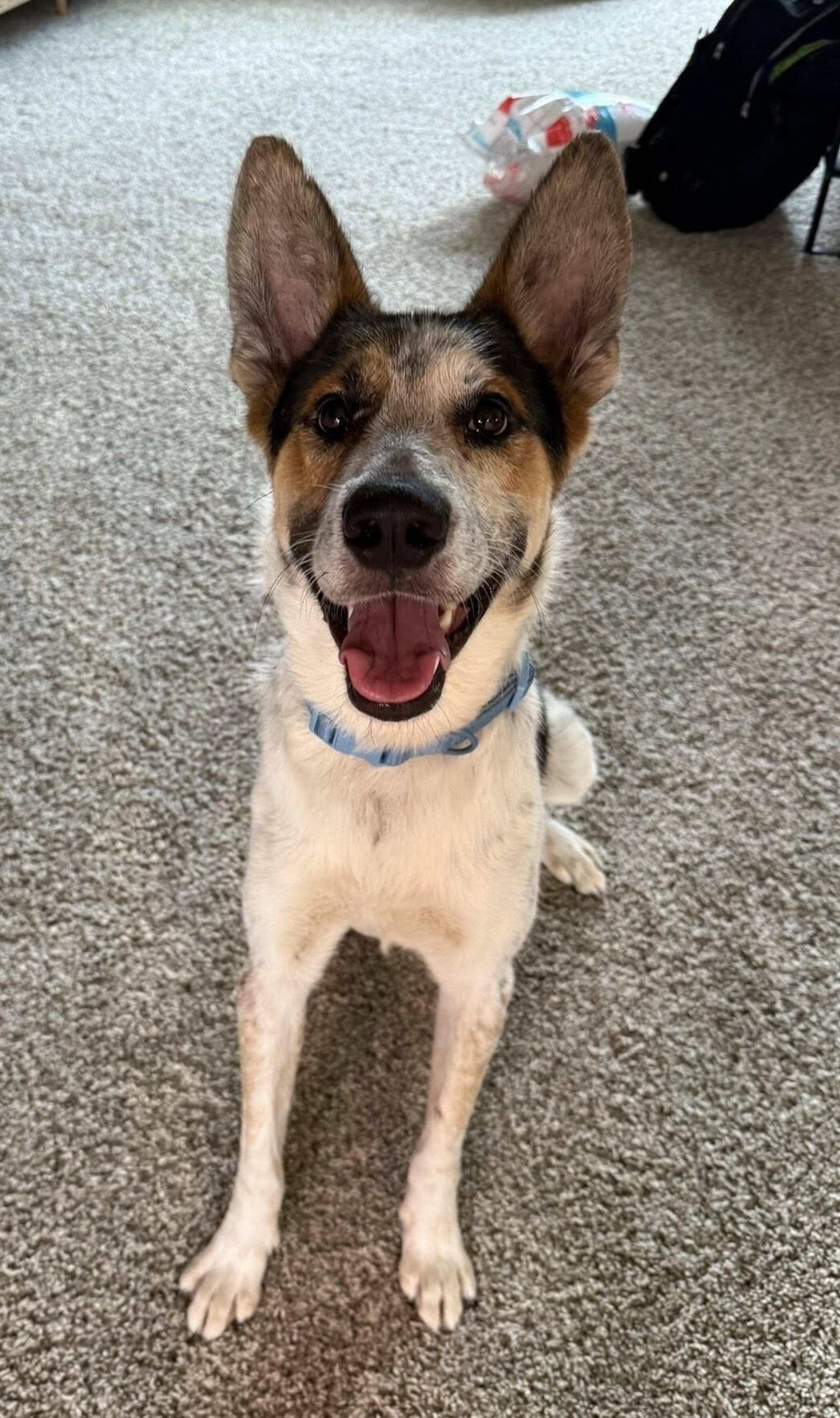 Cinch, a ADOPTABLE mixed breed in Hempstead, NY image 5/6