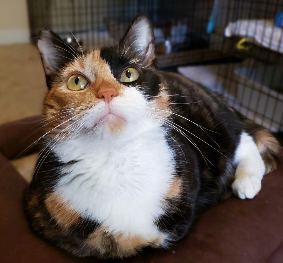 STYLISH SARA, a Adoptable mixed breed in Spotsylvania, VA image 1/4