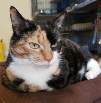 STYLISH SARA, a Adoptable mixed breed in Spotsylvania, VA image 2/4