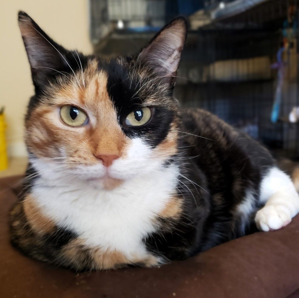 STYLISH SARA, a Adoptable mixed breed in Spotsylvania, VA image 3/4