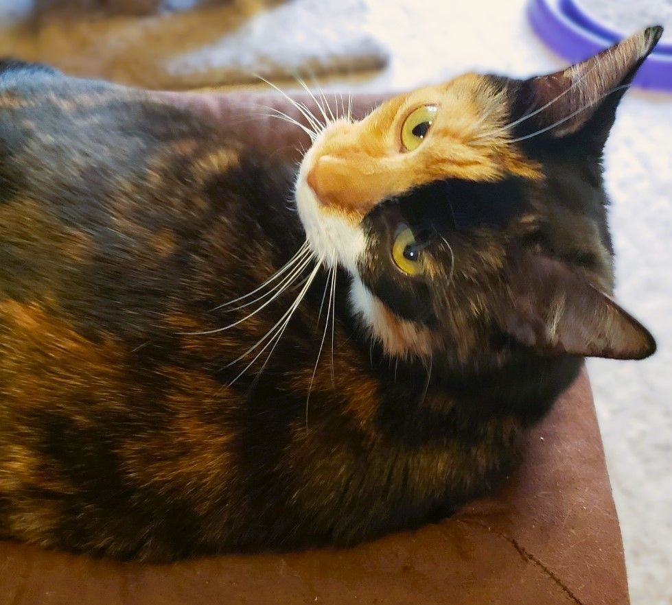 STYLISH SARA, a Adoptable mixed breed in Spotsylvania, VA image 4/4