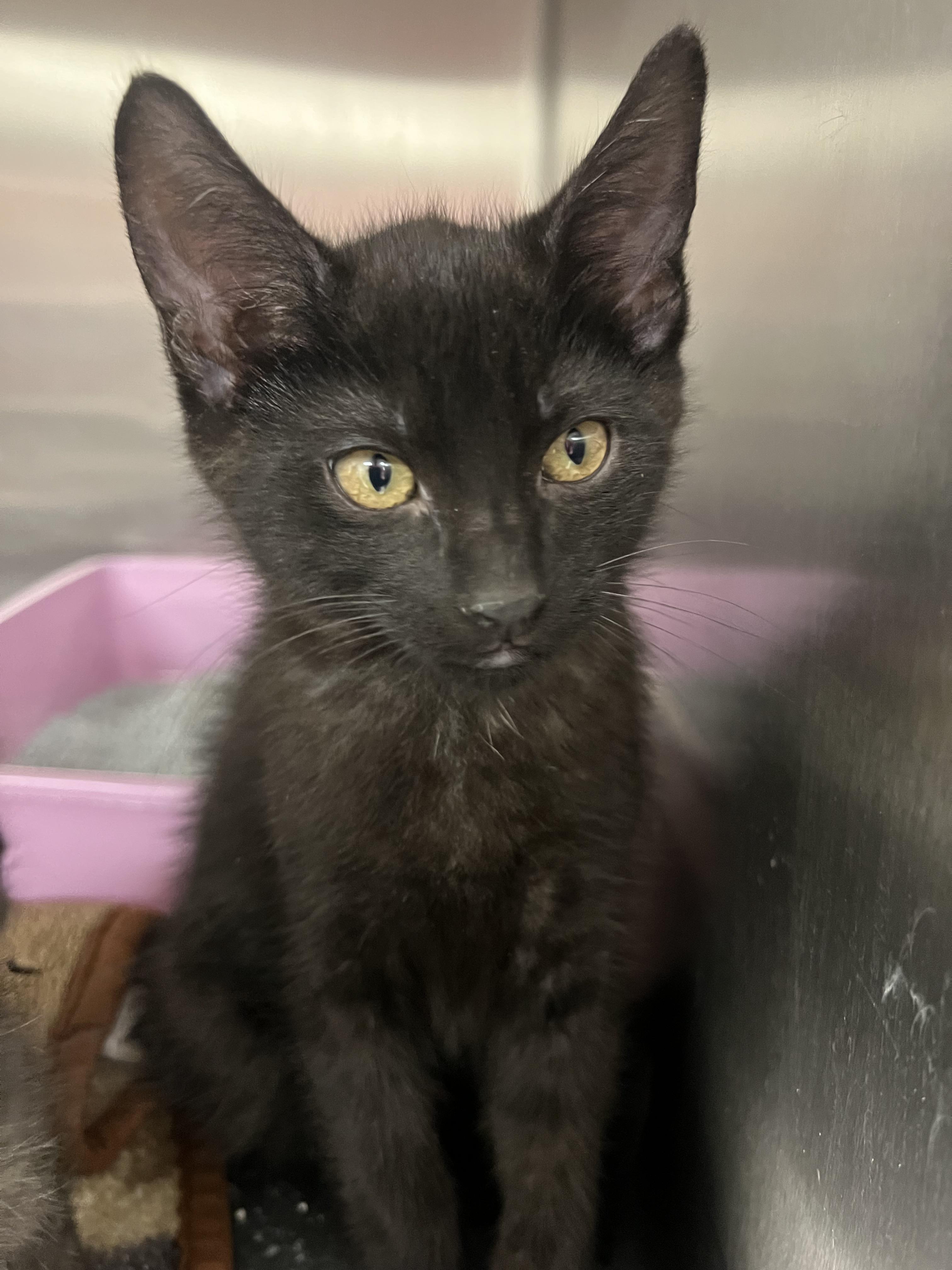 Mulder, Adoptable, Kitten Male Domestic Short Hair.