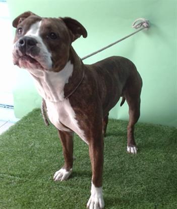 Enlarge JAKE, a Adoptable Pit Bull Terrier in Gardena, CA image 1/1