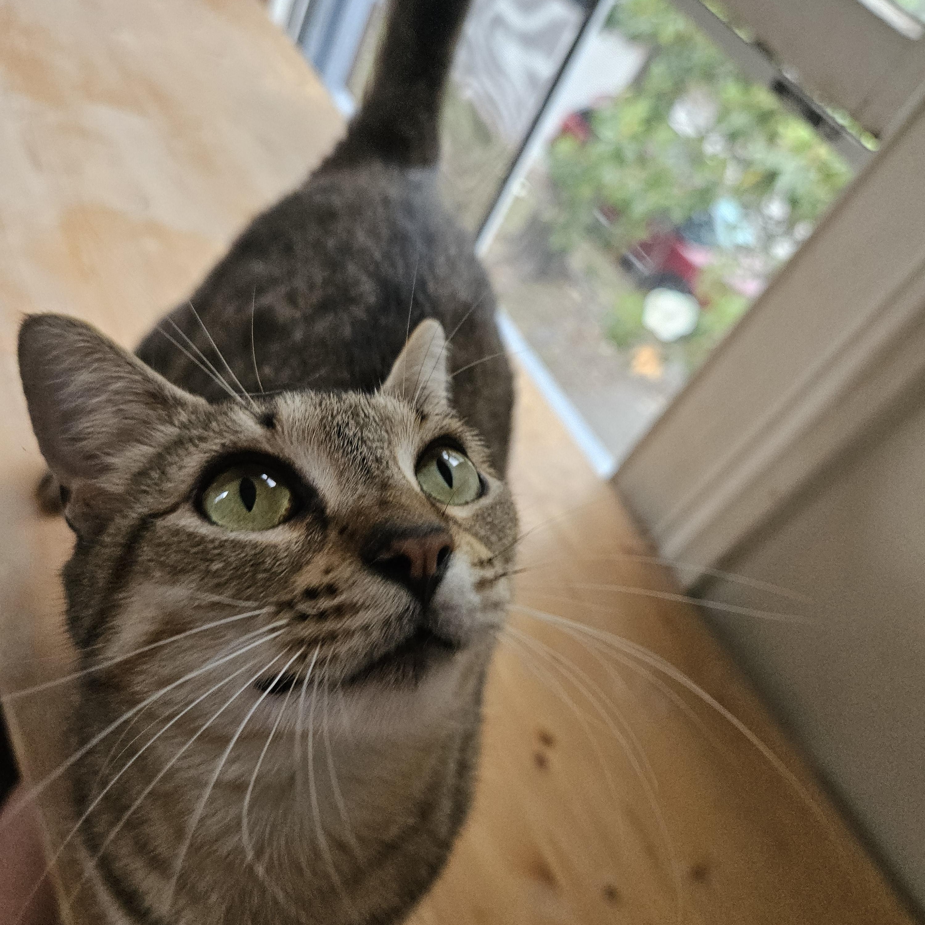 Enlarge Fiona, a ADOPTABLE Tabby in Wilmington, NC image 2/5