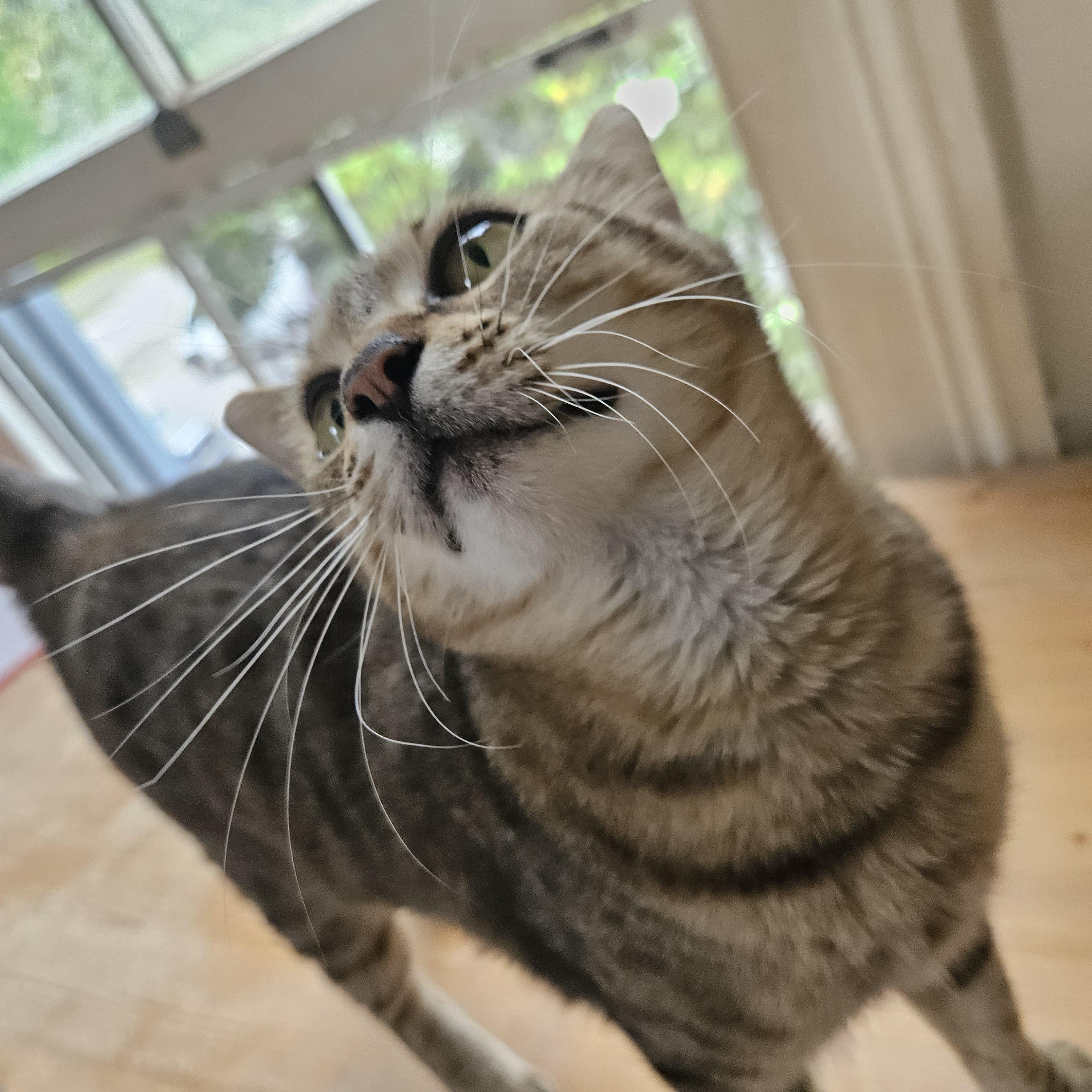 Enlarge Fiona, a ADOPTABLE Tabby in Wilmington, NC image 5/5
