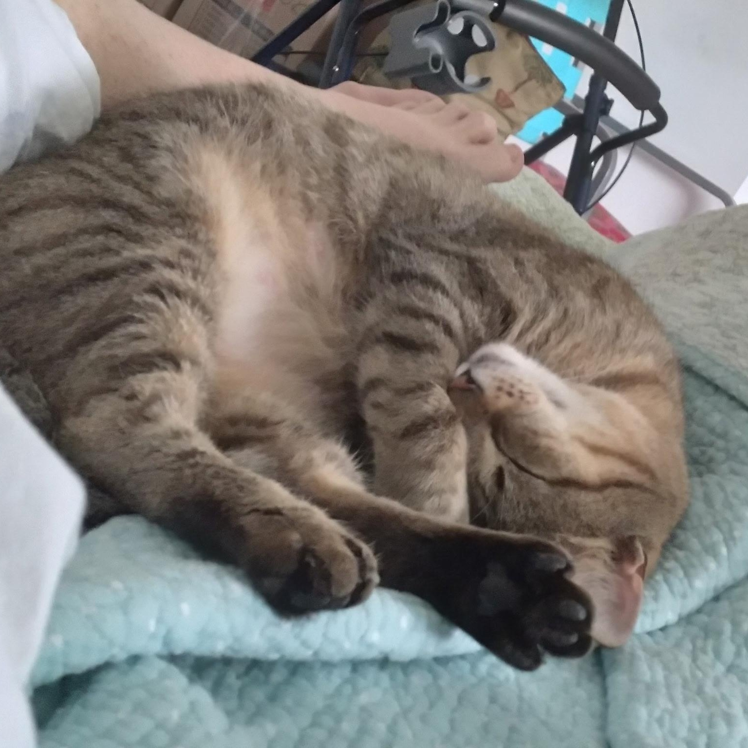 Enlarge Fiona, a ADOPTABLE Tabby in Wilmington, NC image 3/5