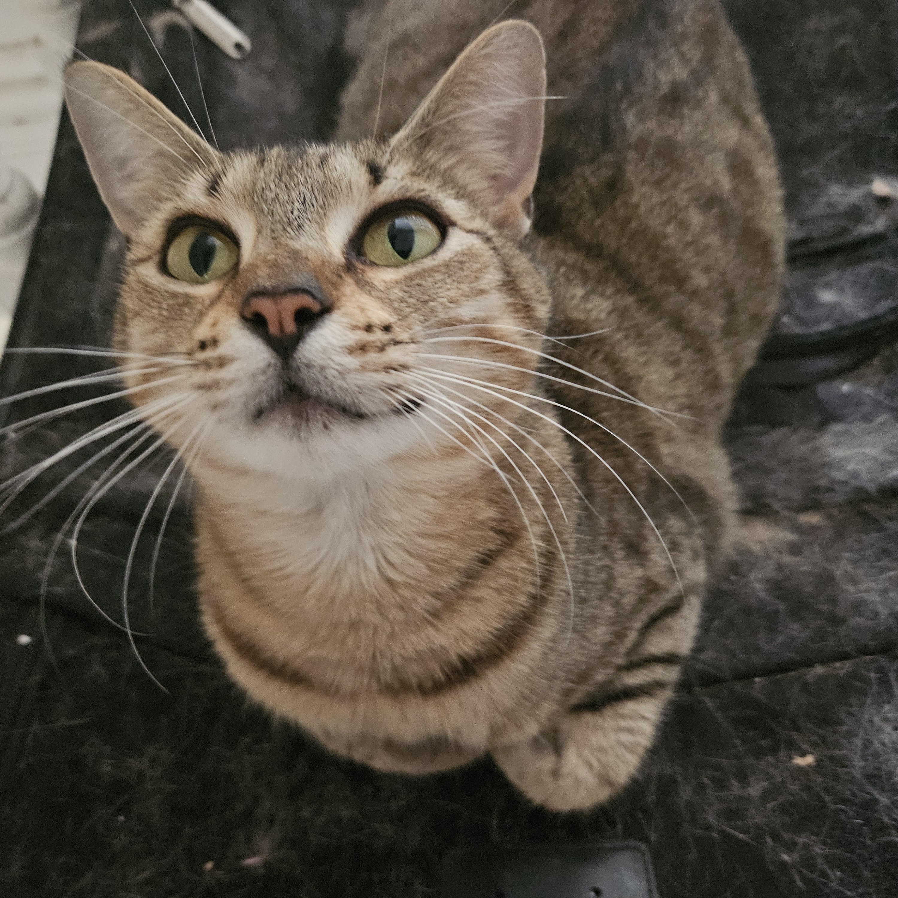 Fiona, ADOPTABLE, Adult Female Tabby.