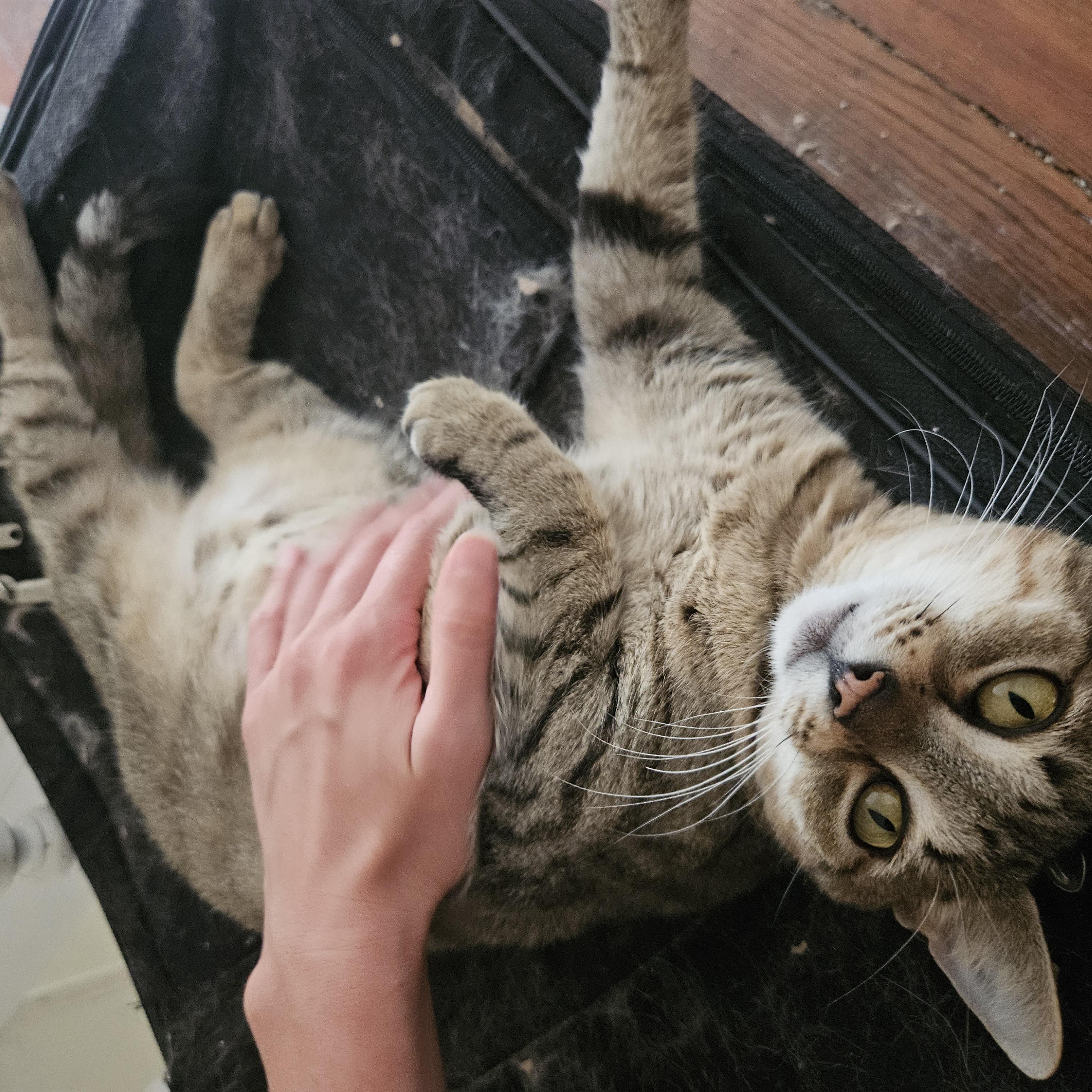 Enlarge Fiona, a ADOPTABLE Tabby in Wilmington, NC image 4/5