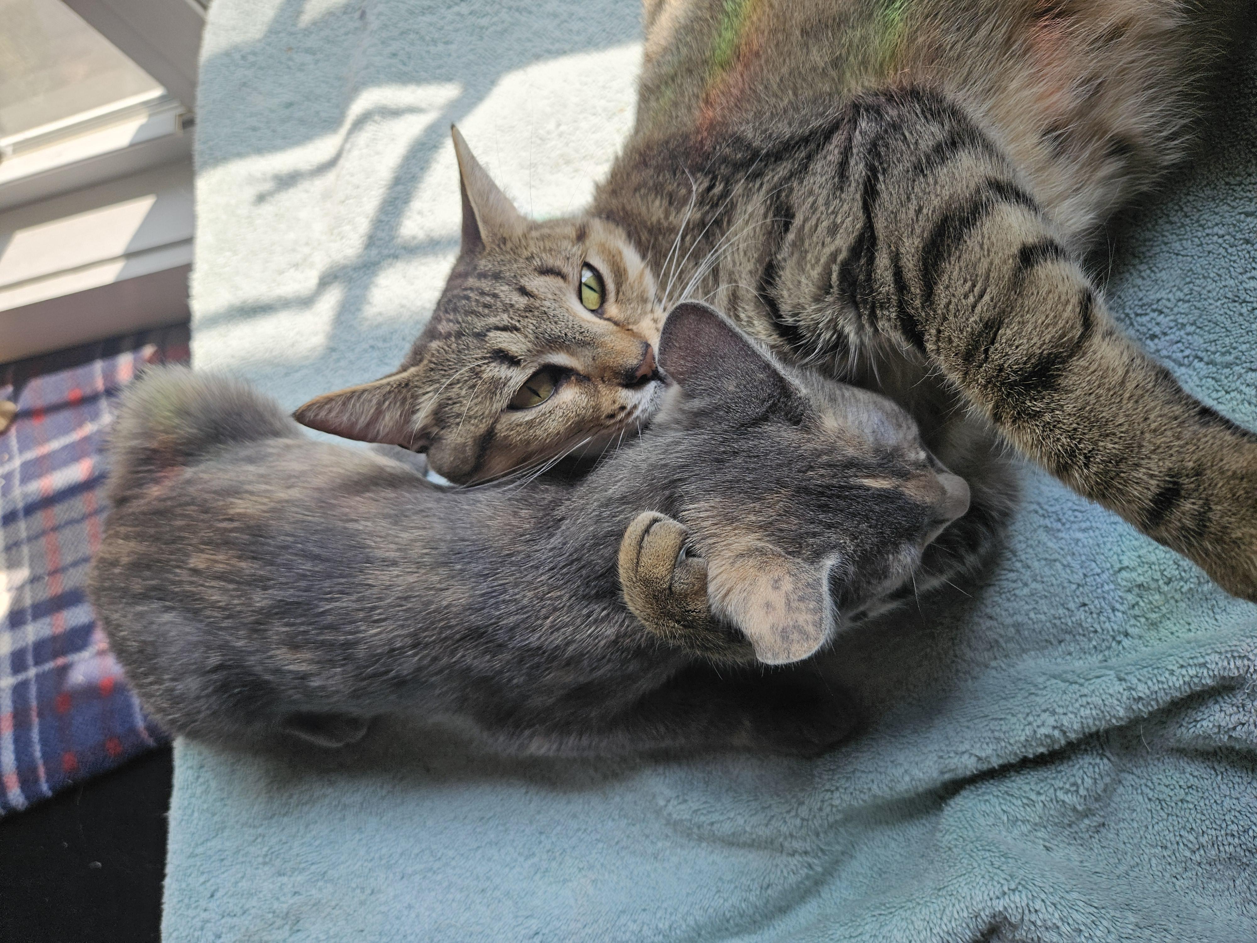 Enlarge Fiona, a ADOPTABLE Tabby in Wilmington, NC image 3/6