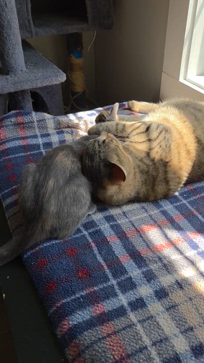 Enlarge Fiona, a ADOPTABLE Tabby in Wilmington, NC video 4/6